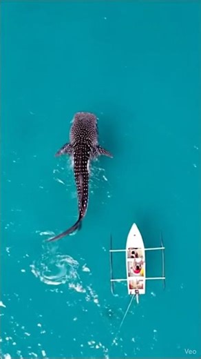 GIANT WHALE SHARK vs TINY BOAT: Aerial View! 🐋🛶