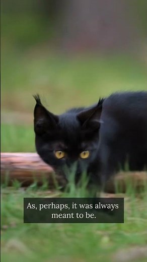 Black Cait Sith Kittens Venture Into the Wild #Shorts