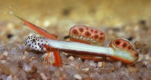 Species profile: Flaming Prawn Goby