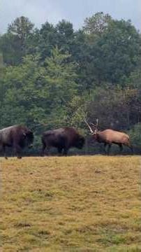 Bison vs Elk… who wins? #bison #elk #Outdoors #natureiswild #wildlifevideo