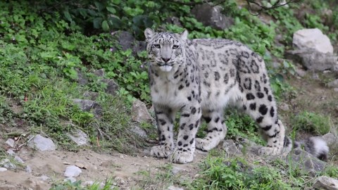 Snow leopard: Threatened species known as 'ghost of the mountains' - Worldwide