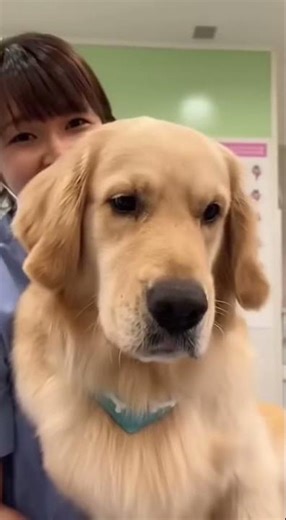 Dogs who hate injections