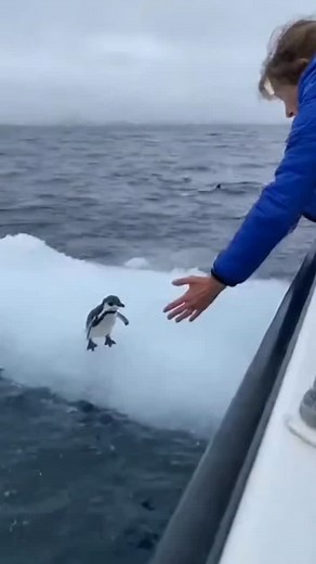 She saved the penguin from the dolphin ! 🥺 | The Amazing Raven