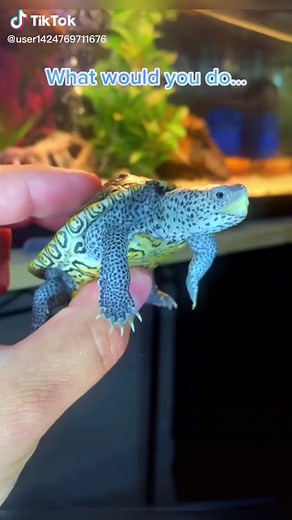 Set up this amazing turtle aquarium in your living room #turtle #turtles #turtlesoftiktok #turtletok #fyp #foryou #turtlefunny #funny #pet #pets #tutles🐢