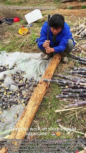 Growing Sugarcane from Cuttings – Easy Method! 🌱