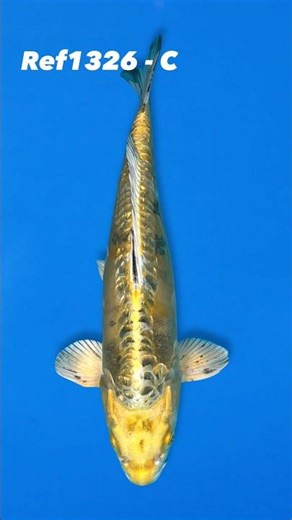 Yamasan 35cm Doitsu Kin Ki Bekko Ref1326 - C #koi #japanesekoifish #kibekko