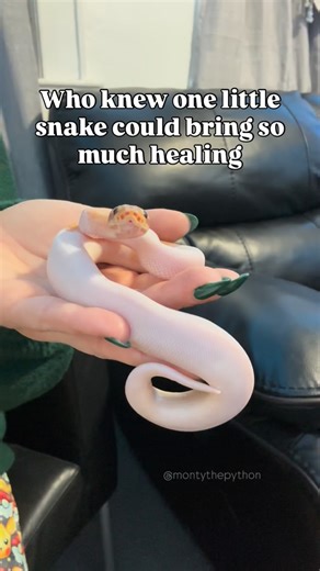 Monty the Python on Instagram: "Did you know snakes are a symbol for healing? That’s one reason they are universally used in medical symbols. #montythepython #healing #ballpython #fyp #yearofthesnake"