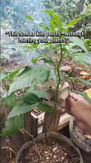 Natural Smoke Trick to Repel Pests on Pepper Plants (No Chemicals) #gardeningtips