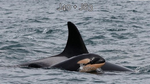 New baby spotted in J Pod of endangered Southern Resident orca whales