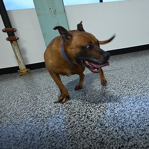 1.1M views · 2.8K reactions | We rescued Freddie and many other dogs from a massive suspected dogfighting operation. Many of the dogs rescued, including Freddie, have extensive scarring, and several are suffering from injuries consistent with dogfighting. All of these dogs deserve to live free from suffering.  Please DONATE to help these dogs and continue our lifesaving work for all animals. https://www.facebook.com/donate/454263827025543/ | Humane World for Animals | Facebook