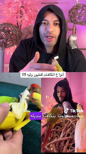 المكافأة للطيور أمّته وإزاي وليه !!#birds #birdlovers #birdphotography #birdwatching #الطيور_بشكل_مختلف_احمد_سيد