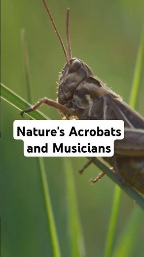The Secret Life of Grasshoppers: Nature's Acrobats and Musicians #grasshopper