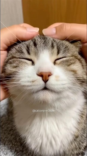 Yeahh #newmusic #cat #catshorts #cute #prettycat #funny #prettyfunny #catvideos #kitten #cutecat