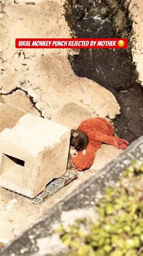 Japan: Viral monkey Punch rejected by mother 😔