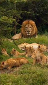 Dad Lion Relaxing With Family | Maasai Mara National Reserve