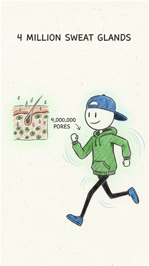 Humans Are the Best Long-Distance Runners on Earth 🏃‍♂️ #science #animation #running #hunting