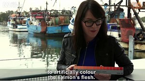 It's Australia's favourite fresh seafood, but there's a lot consumers don't know about the making of farmed salmon... BIG FISH: Four Corners investigates the business of salmon farming, starting SOON at 8.30pm on ABC TV and live streamed on ABC iview | http://ab.co/2eSVhgi | Four Corners