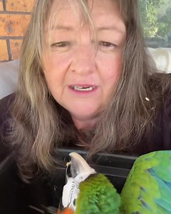 Natural nest box defence from predators in parent started macaw chicks, they know they are birds …. the parents have been talking to them before they hatched…. #macaw #pet #bird | Macaws Australia