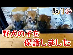 【保護犬　子犬　犬　譲渡】野犬が産んだ子犬を保護しました　その１