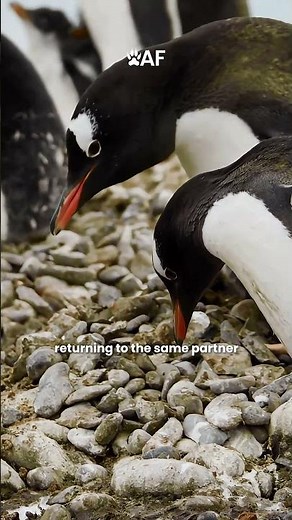 Incredible Gentoo Penguin Facts in 1 Minutes
