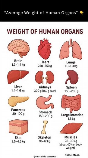 Average Weight of Human Organs #humanorgan