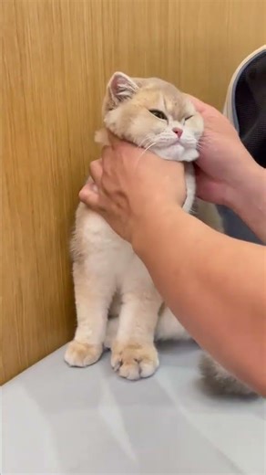 When your cat has a nightmare#kitty#Have nightmares#A cat s Daily life#Cute pets#Puzzling