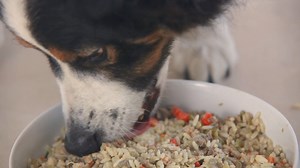 Dog Chef expliqué en 1m30