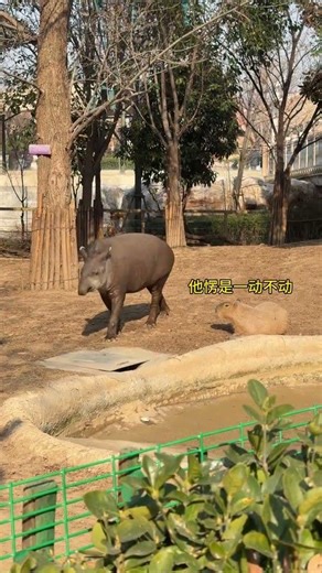 Unleashing the Strength Showdown: Tapir vs Dolphin Battle