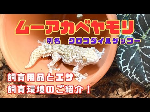 We have compiled information on how to care for the Moore wall gecko (crocodile gecko), including...