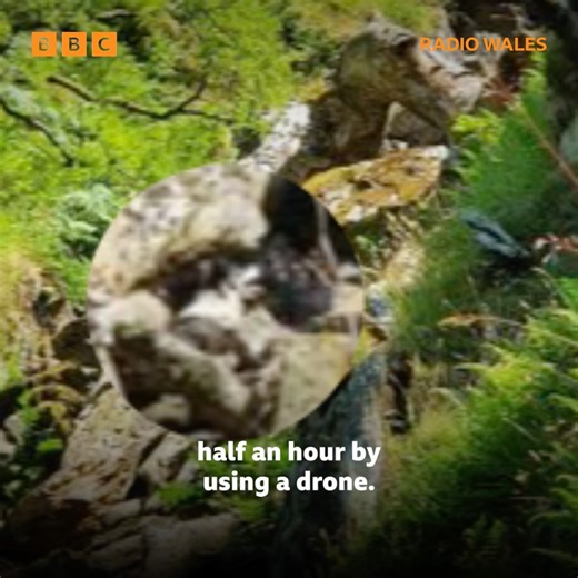 13K views · 44 reactions | 'When you’ve reunited an owner back with their dog it’s the best feeling ever.' 李 Graham Burton from Pontypridd has helped to reunite almost 3000 lost dogs with their owners.  He told Radio Wales Breakfast about the drone search group he set up  | BBC Radio Wales | Facebook