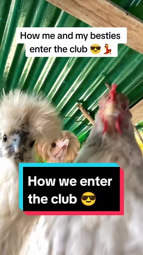 Weekend Fun: Dancing Chickens and Happy Dance