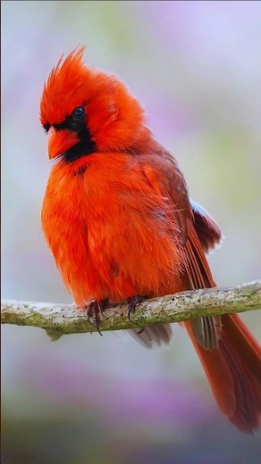 Colorful Birds Singing in Nature 4K | Relaxing Morning Bird Sounds for Sleep, Study & Focus