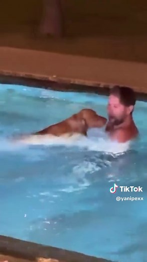 Perros Bailarines: Videos Divertidos de Cachorros