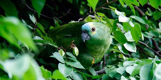 Quiz: Can You Find These Hidden Animals?