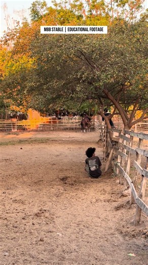 Eps 84 | Natural Horse Breeding Process | MBB Stable Documentary #pets #horse #nature #animals #fyp