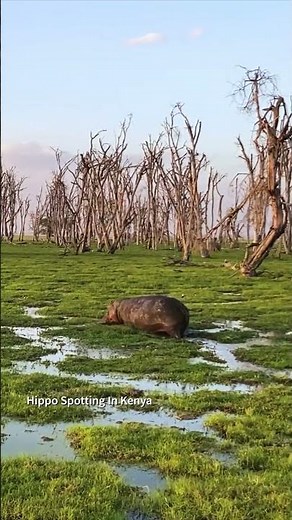 Hippo walking through the Safari Park - Short Video