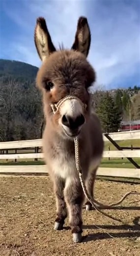 “Donkey Goofing Around – Funny Playtime!” • • • • • #donkeys #donkeylove #animals #donkeysofinstagram #usa #horse #instagram #california #viral #reels #farmlife #trending #farm #america #nature #love #esel #shrek #animal #photography #donkeylife #horses #animallovers #donkeyoftheday #burro #instagood #art #travel #explore #donkeylovers | Village Donkey Life
