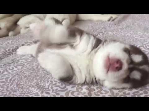 When your husky puppies are 2 weeks old only