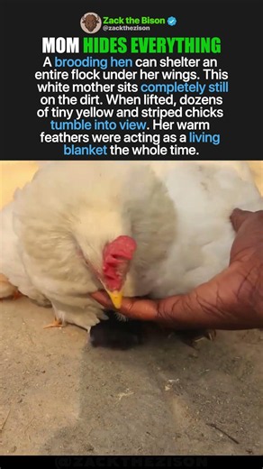 MOTHER HEN HIDES HER ENTIRE FLOCK