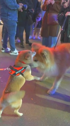 AKITA INU SANGO / Akita Inu meets Shiba Inu