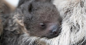 Visit the new baby sloth at the Denver Zoo