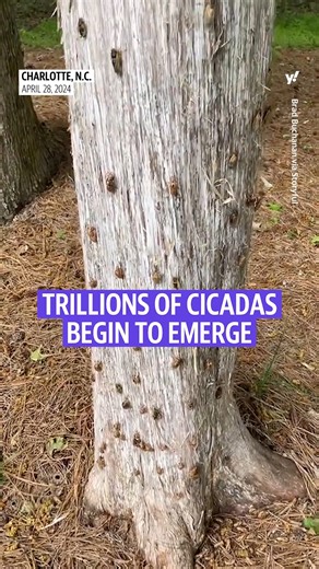 242K views · 1.5K reactions | The cicadas are here! Trillions of the loud buzzing bugs are emerging in parts of the country after laying dormant for more than a decade. But don't worry, they're not dangerous. | Yahoo News | Facebook