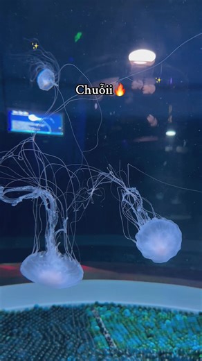 Hè tới nhất định đi tour khám phá thủy cung Phú quốc nha #greencreator #dulich #tourkhamphathuycungphuquoc #vinwondersphuquoc #chuoi