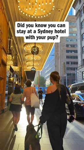 20K views · 71 reactions | Your furry bestie deserves a five-star stay too ✨ QT Hotels’ Pup Yeah! experience is a treat for dogs (and their humans). Think: Memory-foam beds, yum bites – and there’s even pup room service. Planning a staycation in Sydney? Now there’s no need to leave your furry friend behind. | Time Out Sydney | Facebook
