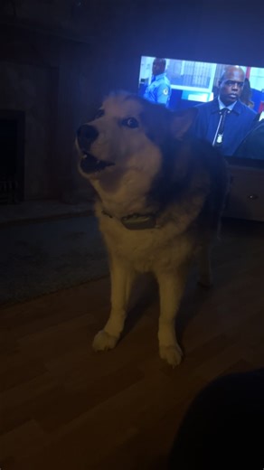Talking Alaskan Malamute Expresses Attitude