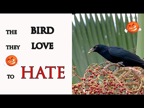 Australia's Most Hated Bird ? The Bird They love To Hate. Eastern Koel Calling looses sleep.