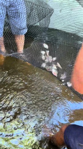 Como pegar peixes no tanque passo a passo