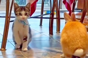 This Kitten Hopping Like His Bunny Friend Is Too Sweet for Words