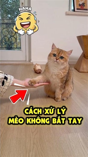 Xử lý mèo không chịu bắt tay cực dễ 🤝😽