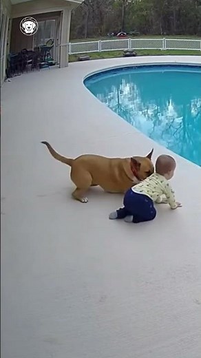 Heroic Dog's Pool Rescue: Pulls Toddler Back from Water's Edge 🚑🐕 | Backyard CCTV #Shorts